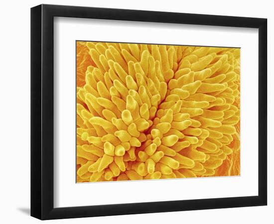 Pistil of Buttercup-Micro Discovery-Framed Photographic Print