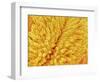 Pistil of Buttercup-Micro Discovery-Framed Photographic Print