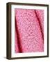 Pistil of Crab Cactus-Micro Discovery-Framed Photographic Print