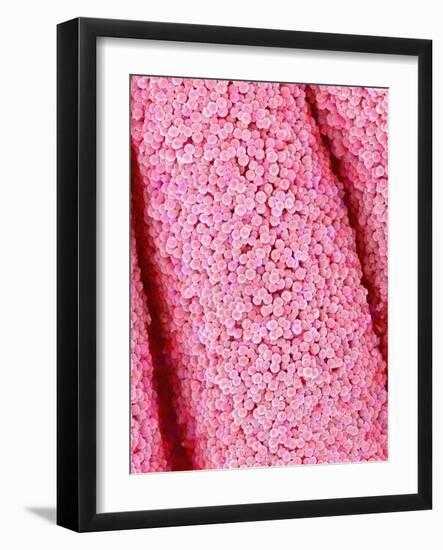 Pistil of Crab Cactus-Micro Discovery-Framed Photographic Print