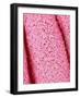 Pistil of Crab Cactus-Micro Discovery-Framed Photographic Print