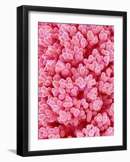 Pistil of Epiphyllum Cactus-Micro Discovery-Framed Photographic Print