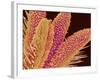 Pistil of Geranium-Micro Discovery-Framed Photographic Print