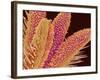 Pistil of Geranium-Micro Discovery-Framed Photographic Print