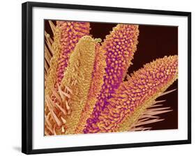 Pistil of Geranium-Micro Discovery-Framed Photographic Print