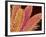 Pistil of Geranium-Micro Discovery-Framed Photographic Print