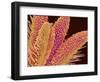 Pistil of Geranium-Micro Discovery-Framed Photographic Print