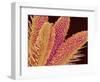 Pistil of Geranium-Micro Discovery-Framed Photographic Print