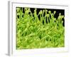 Pistil of Geranium-Micro Discovery-Framed Photographic Print