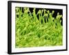 Pistil of Geranium-Micro Discovery-Framed Photographic Print