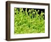 Pistil of Geranium-Micro Discovery-Framed Photographic Print