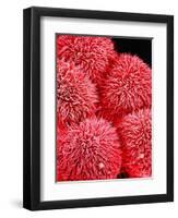 Pistil of Hibiscus Flower-Micro Discovery-Framed Premium Photographic Print