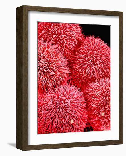 Pistil of Hibiscus Flower-Micro Discovery-Framed Photographic Print