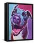 Pit Bull - Candy-Dawgart-Framed Stretched Canvas