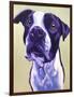 Pit Bull - David-Dawgart-Framed Premium Giclee Print