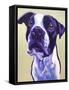 Pit Bull - David-Dawgart-Framed Stretched Canvas