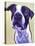 Pit Bull - David-Dawgart-Stretched Canvas