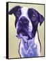 Pit Bull - David-Dawgart-Framed Stretched Canvas