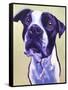 Pit Bull - David-Dawgart-Framed Stretched Canvas