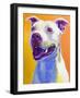 Pit Bull - Honey-Dawgart-Framed Giclee Print