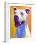 Pit Bull - Honey-Dawgart-Framed Giclee Print