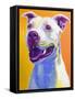 Pit Bull - Honey-Dawgart-Framed Stretched Canvas