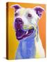 Pit Bull - Honey-Dawgart-Stretched Canvas