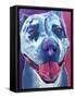 Pit Bull - Merle-Dawgart-Framed Stretched Canvas