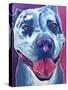 Pit Bull - Merle-Dawgart-Stretched Canvas