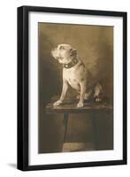 Pit Bull on Table with Collar-null-Framed Art Print