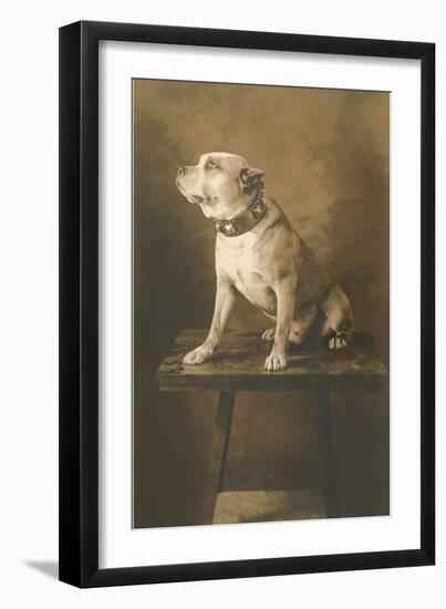 Pit Bull on Table with Collar-null-Framed Art Print