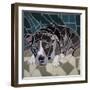 Pit Bull Portrait Ii-Jonathan Mandell-Framed Giclee Print