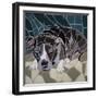 Pit Bull Portrait Ii-Jonathan Mandell-Framed Giclee Print