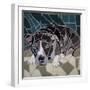 Pit Bull Portrait Ii-Jonathan Mandell-Framed Giclee Print