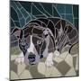 Pit Bull Portrait Ii-Jonathan Mandell-Mounted Giclee Print