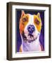 Pit Bull - Rexy-Dawgart-Framed Giclee Print