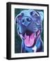 Pit Bull - Sky Blue-Dawgart-Framed Giclee Print
