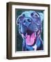 Pit Bull - Sky Blue-Dawgart-Framed Giclee Print