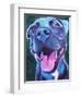 Pit Bull - Sky Blue-Dawgart-Framed Giclee Print