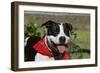 Pit Bull Terrier 02-Bob Langrish-Framed Photographic Print