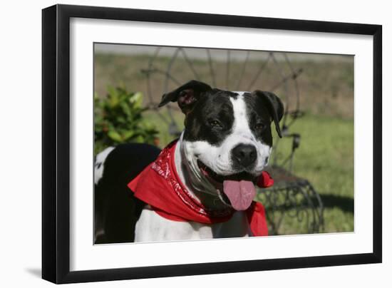 Pit Bull Terrier 02-Bob Langrish-Framed Photographic Print