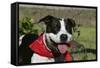 Pit Bull Terrier 02-Bob Langrish-Framed Stretched Canvas