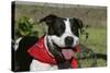 Pit Bull Terrier 02-Bob Langrish-Stretched Canvas