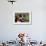 Pit Bull Terrier 02-Bob Langrish-Framed Photographic Print displayed on a wall