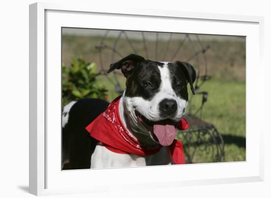 Pit Bull Terrier 02-Bob Langrish-Framed Photographic Print