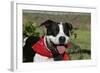 Pit Bull Terrier 02-Bob Langrish-Framed Photographic Print