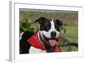 Pit Bull Terrier 02-Bob Langrish-Framed Photographic Print