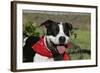 Pit Bull Terrier 02-Bob Langrish-Framed Photographic Print