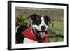 Pit Bull Terrier 02-Bob Langrish-Framed Photographic Print