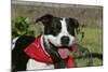 Pit Bull Terrier 02-Bob Langrish-Mounted Photographic Print
